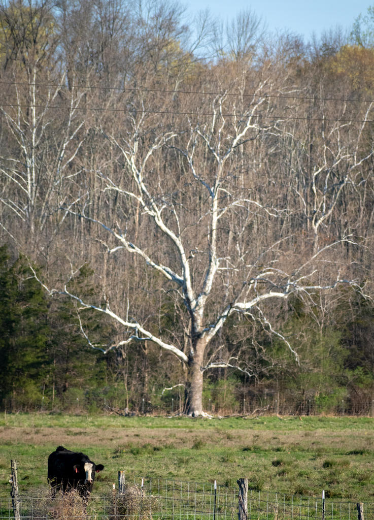 Cow & Tree 1 (1 of 1).jpg