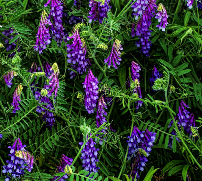 cow vetch.jpg