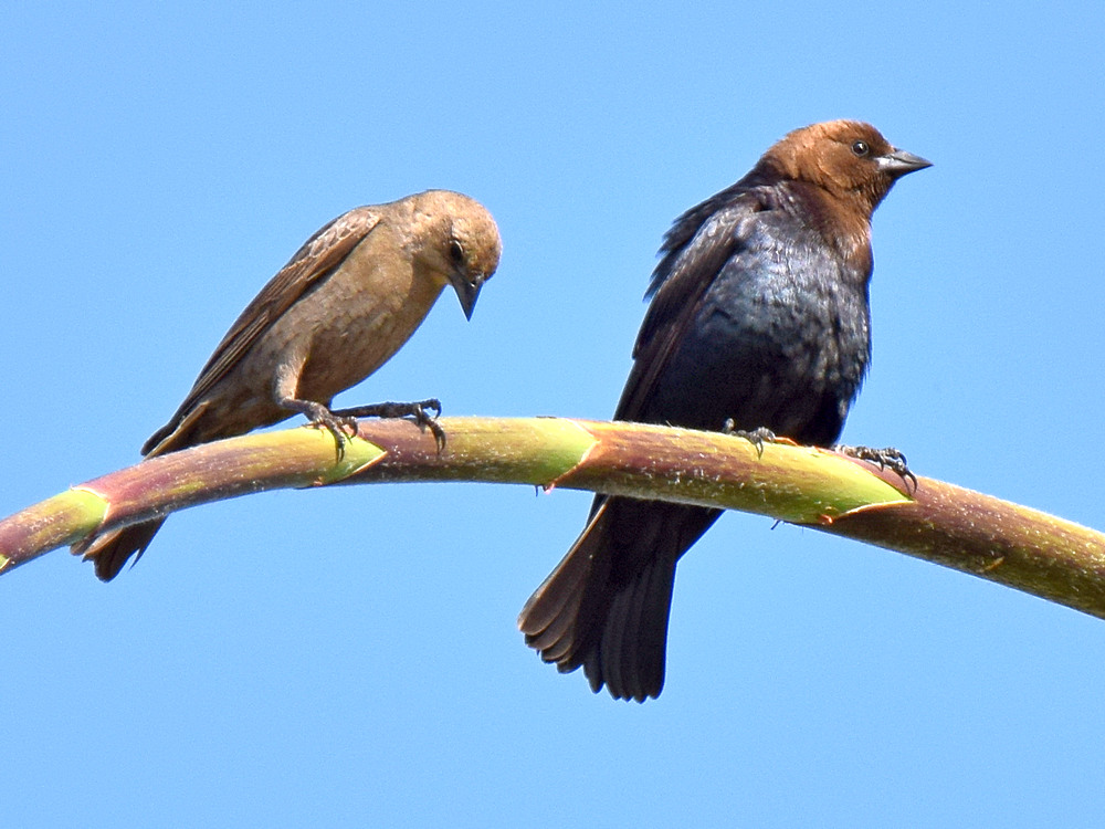 Cowbird.jpg