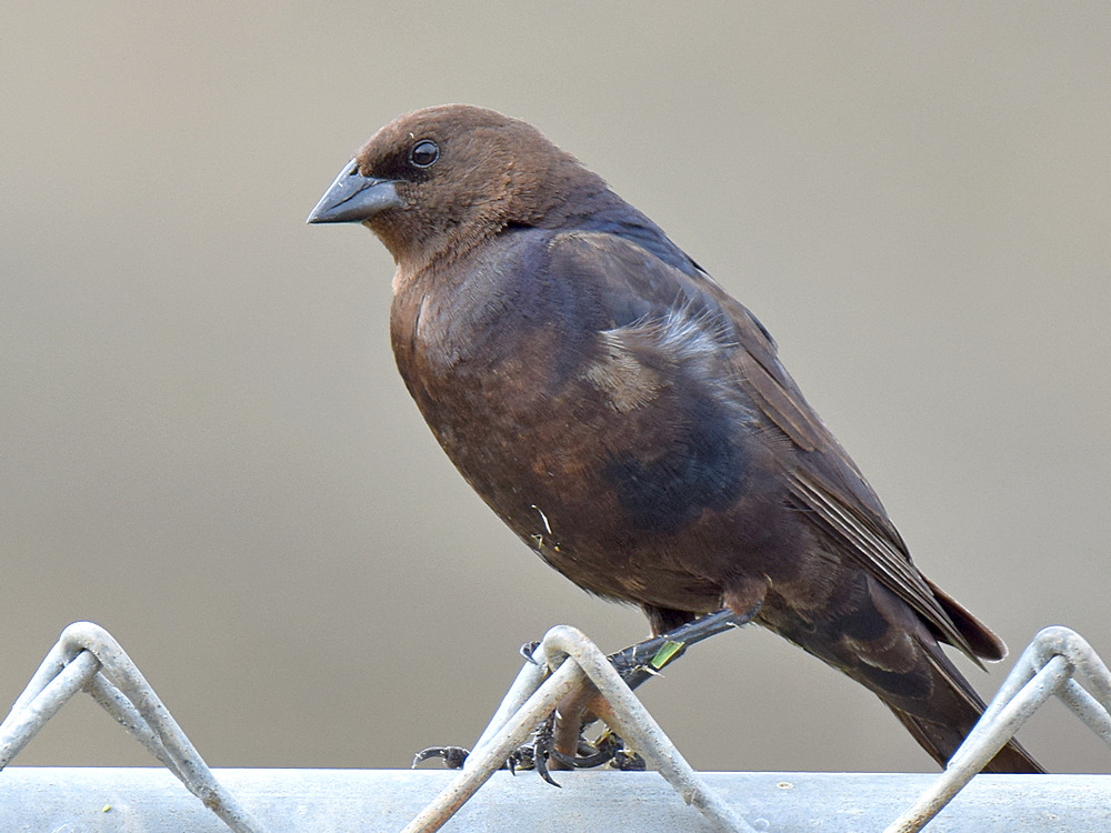 CowBird.jpg