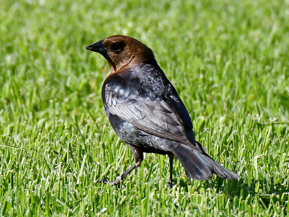 Cowbird.jpg
