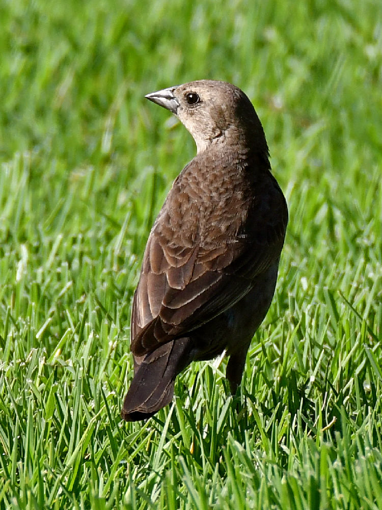 Cowbird2.jpg
