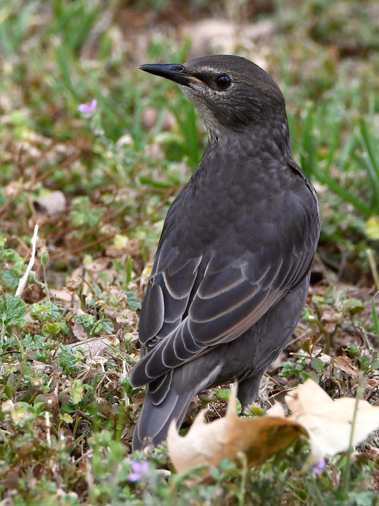 Cowbird2.jpg