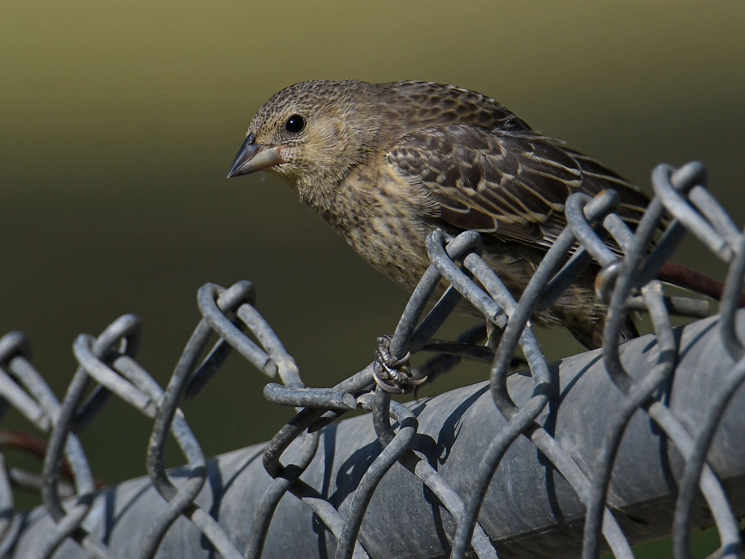 Cowbird2.jpg