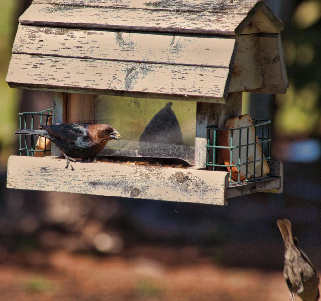 cowbirds.jpg
