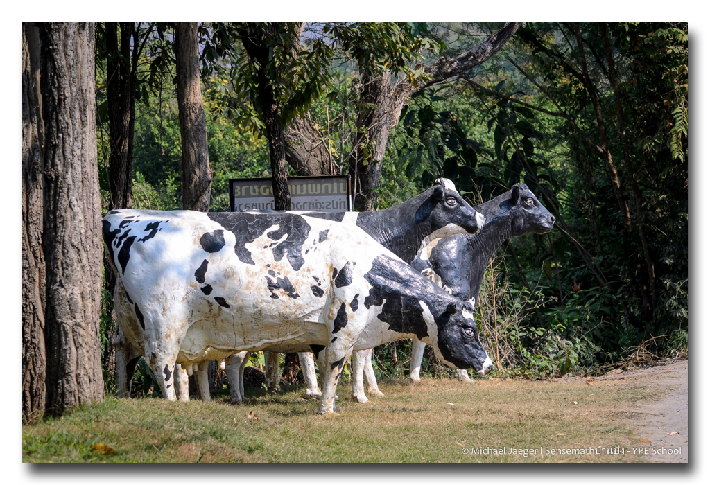 cows-1.jpg