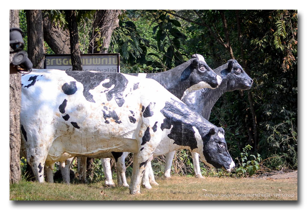 cows-2.jpg