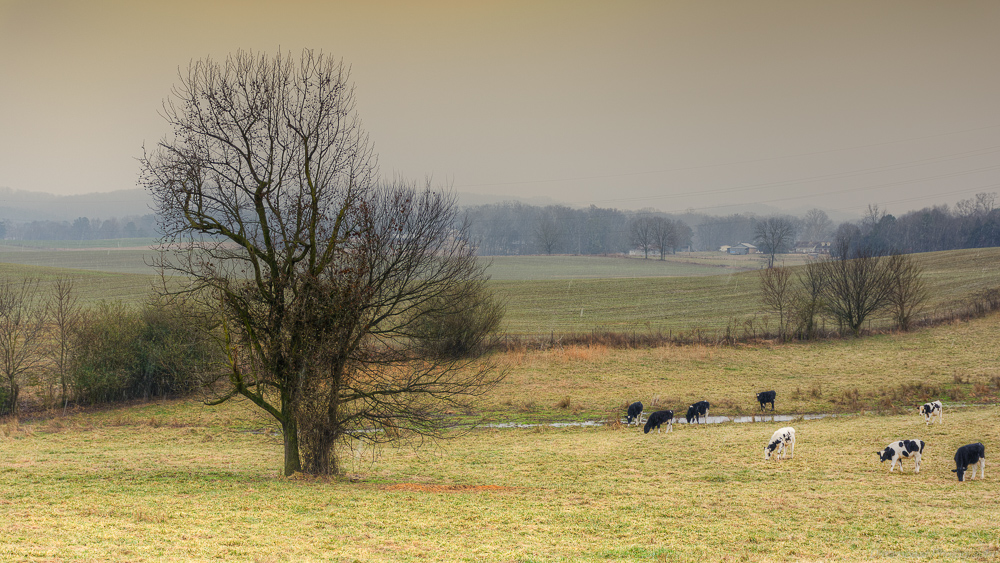 cows-farm.jpg