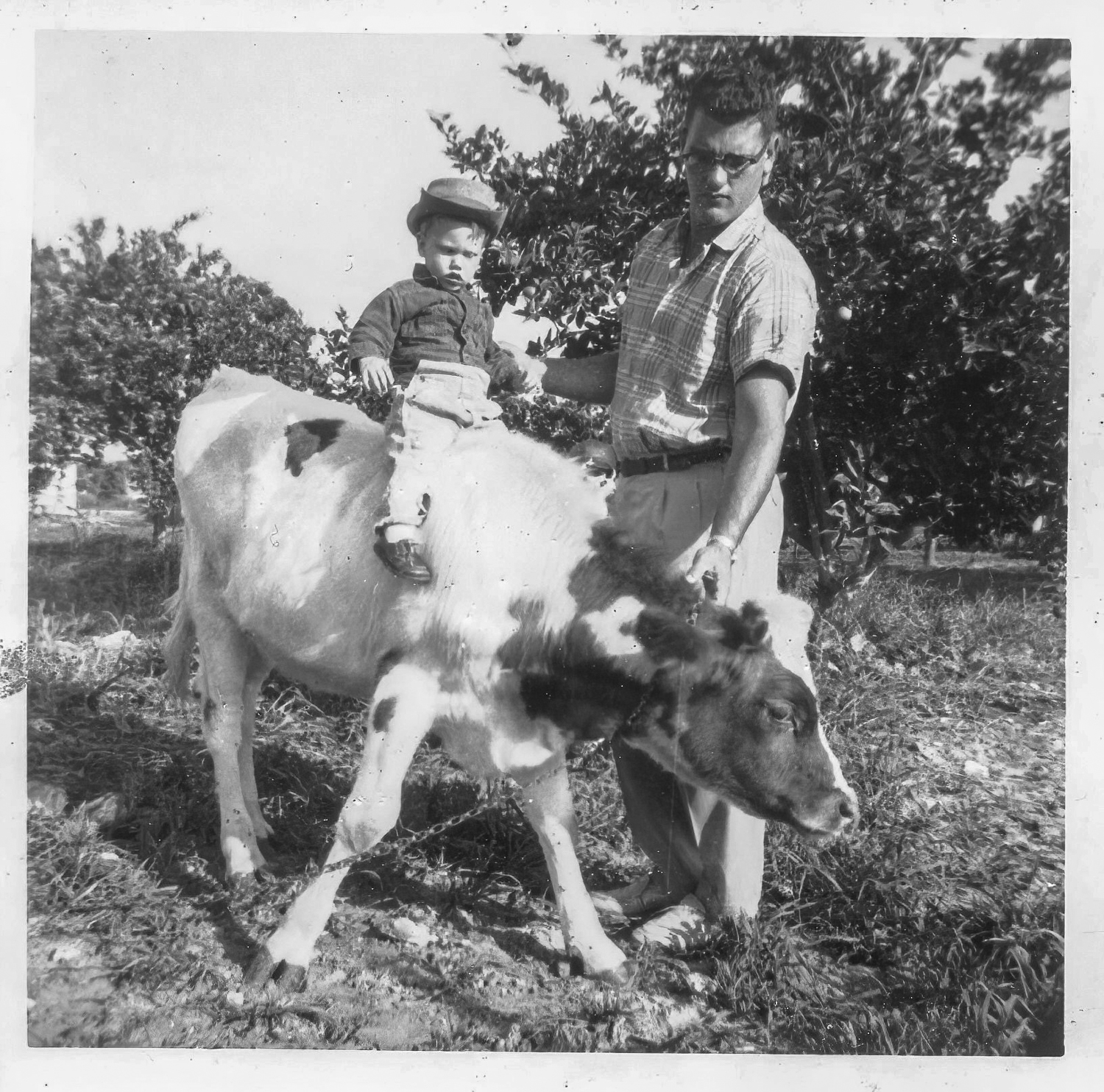 Cow's That-SharpenAI-Motion-2.jpg