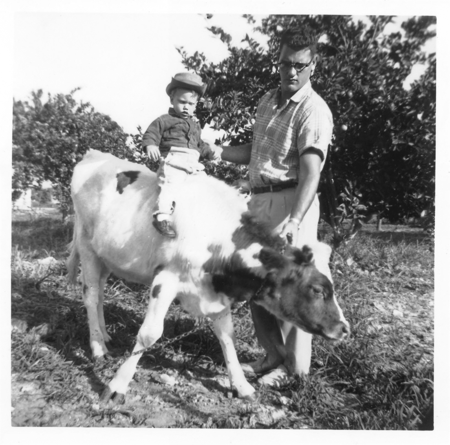 Cow's That2.jpg