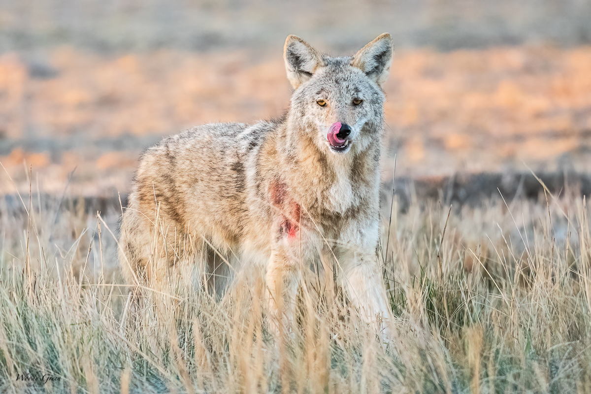 Coyote-210.jpg