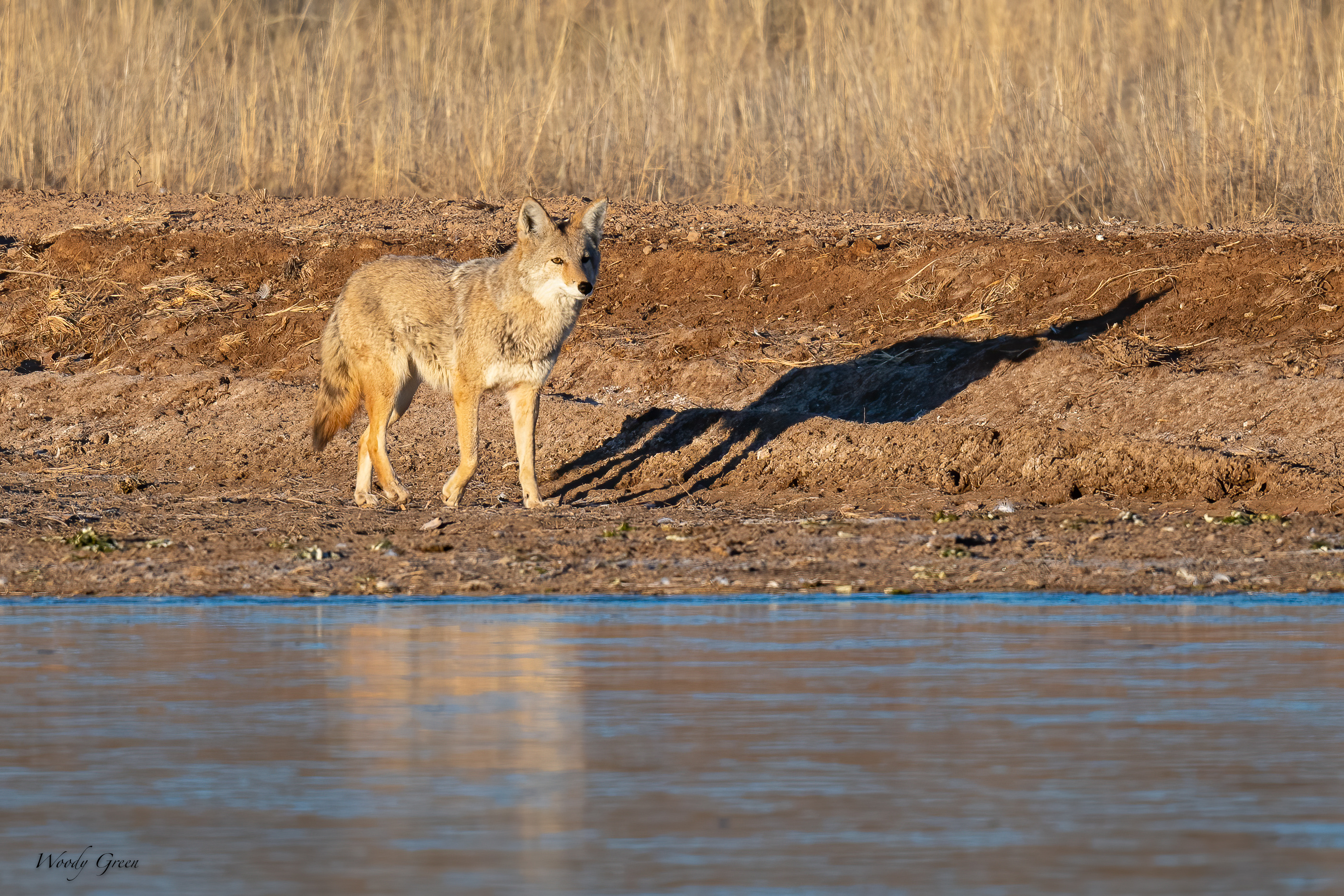 Coyote-510.jpg