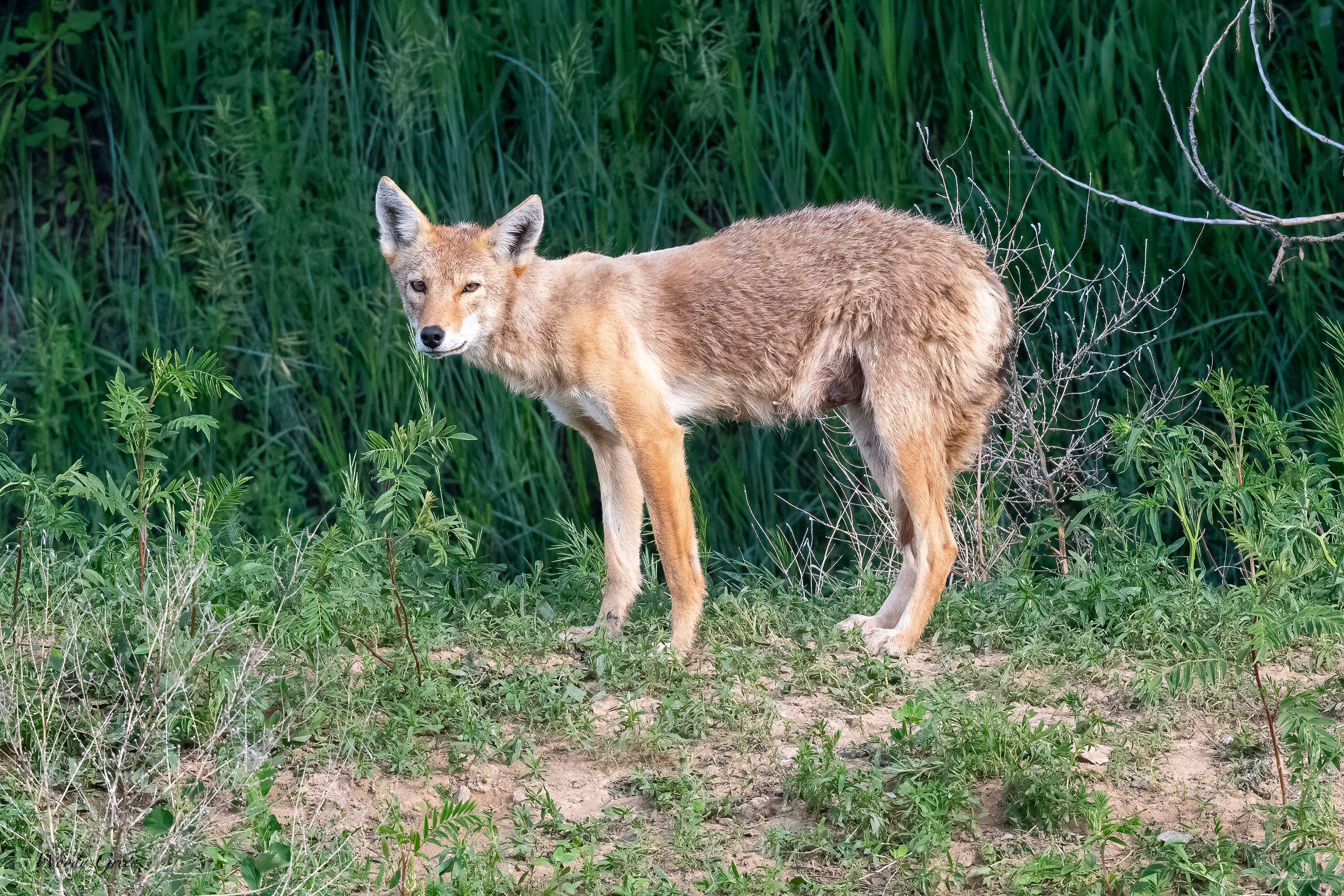 Coyote-652.jpg