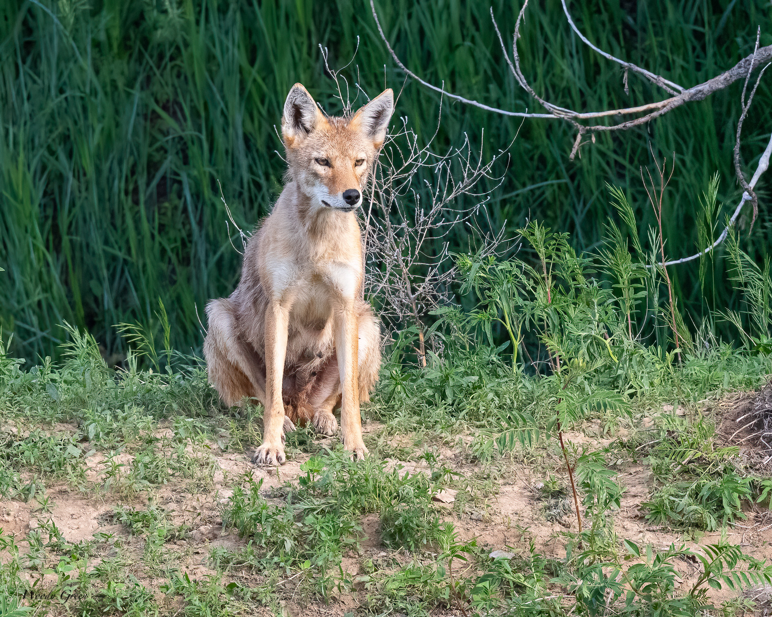 Coyote-653.jpg