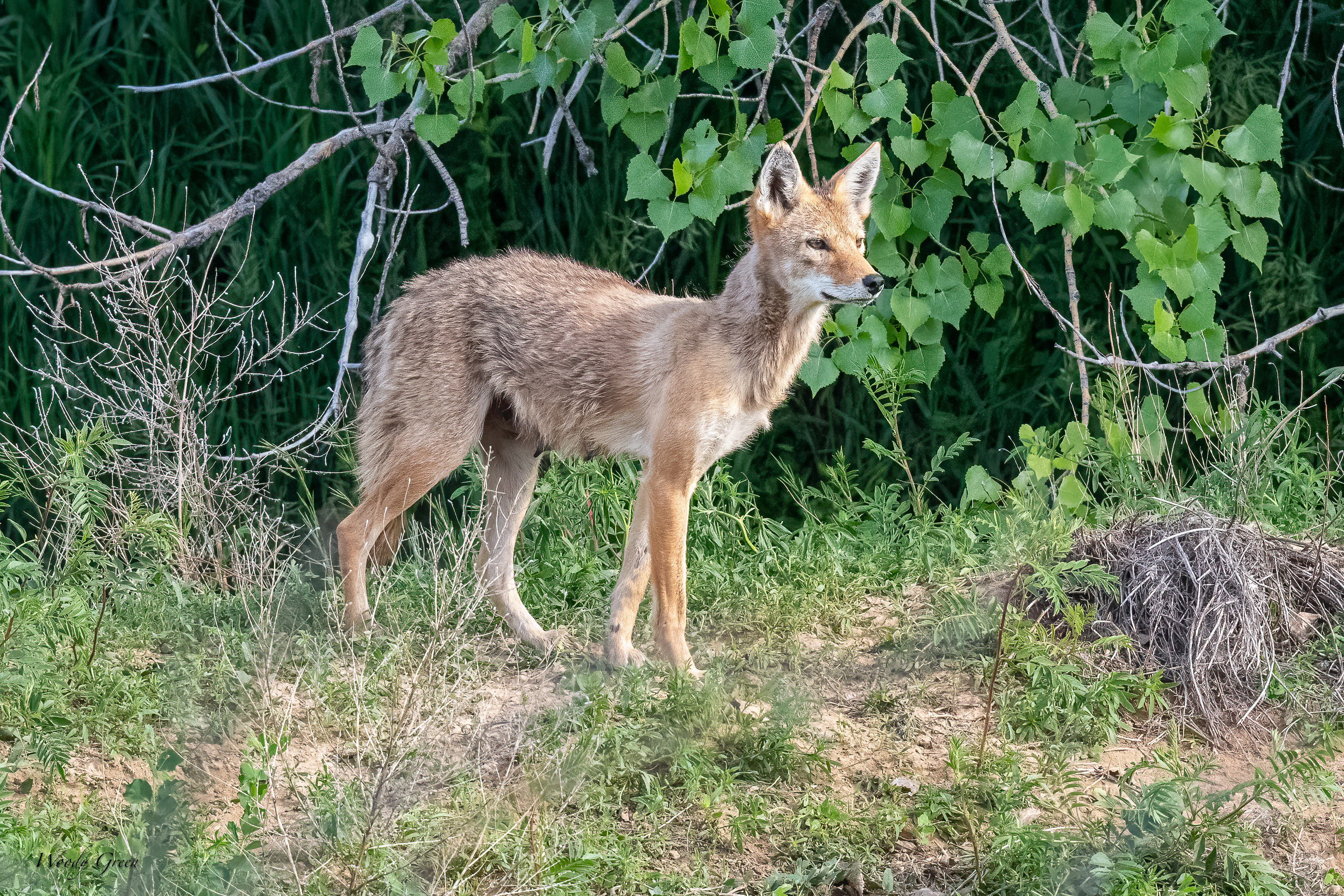 Coyote-654.jpg