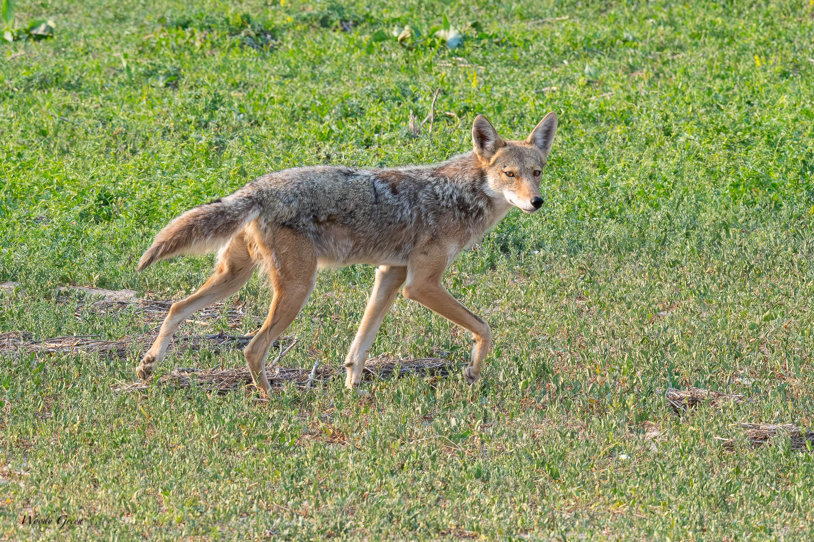 Coyote-692.jpg
