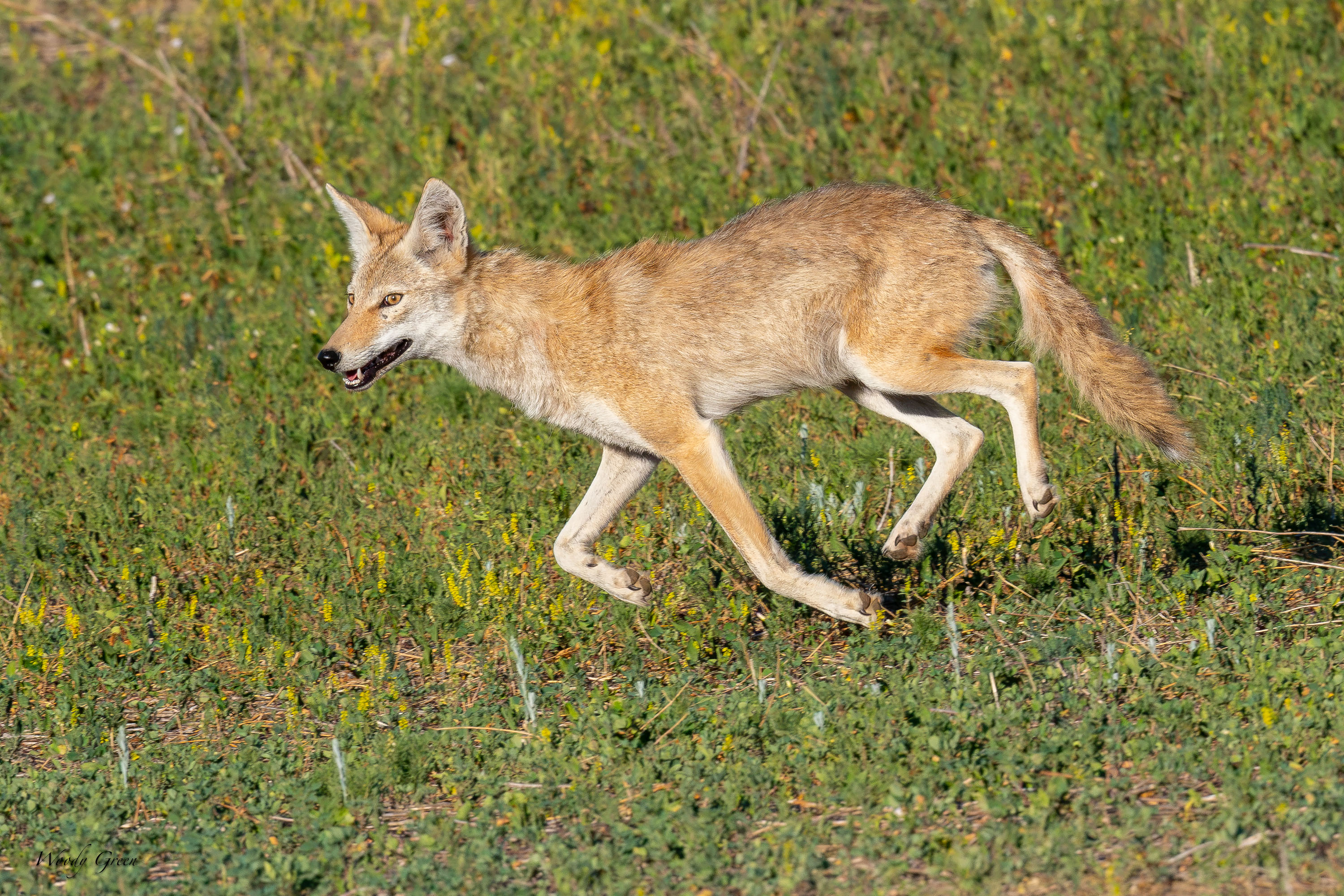 Coyote-696.jpg
