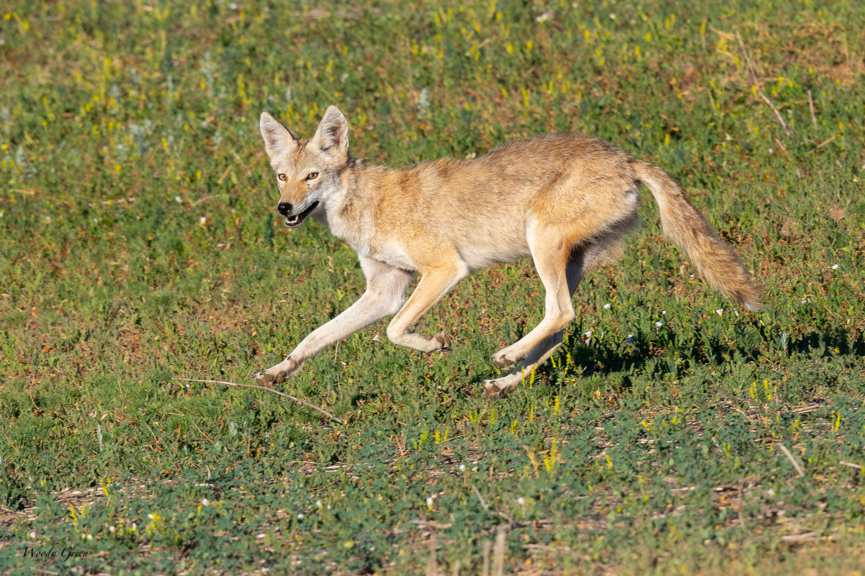 Coyote-697.jpg