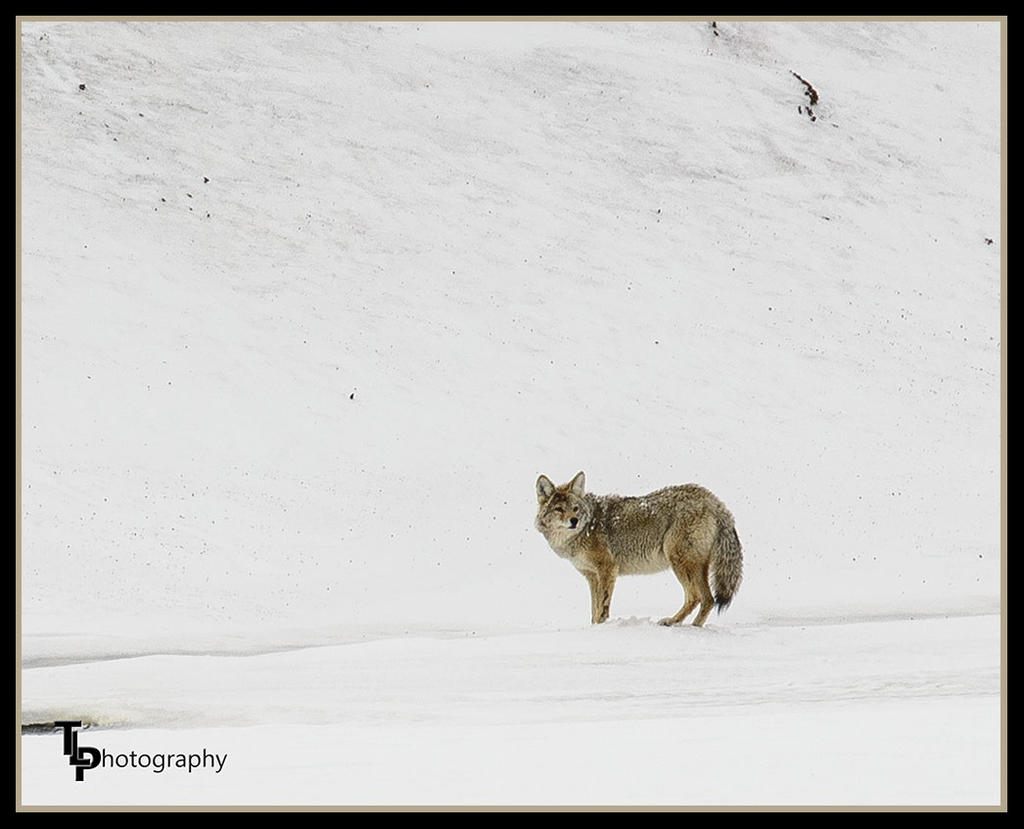 Coyote Day 51.jpg