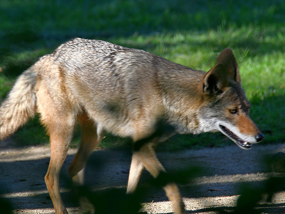 Coyote.jpg