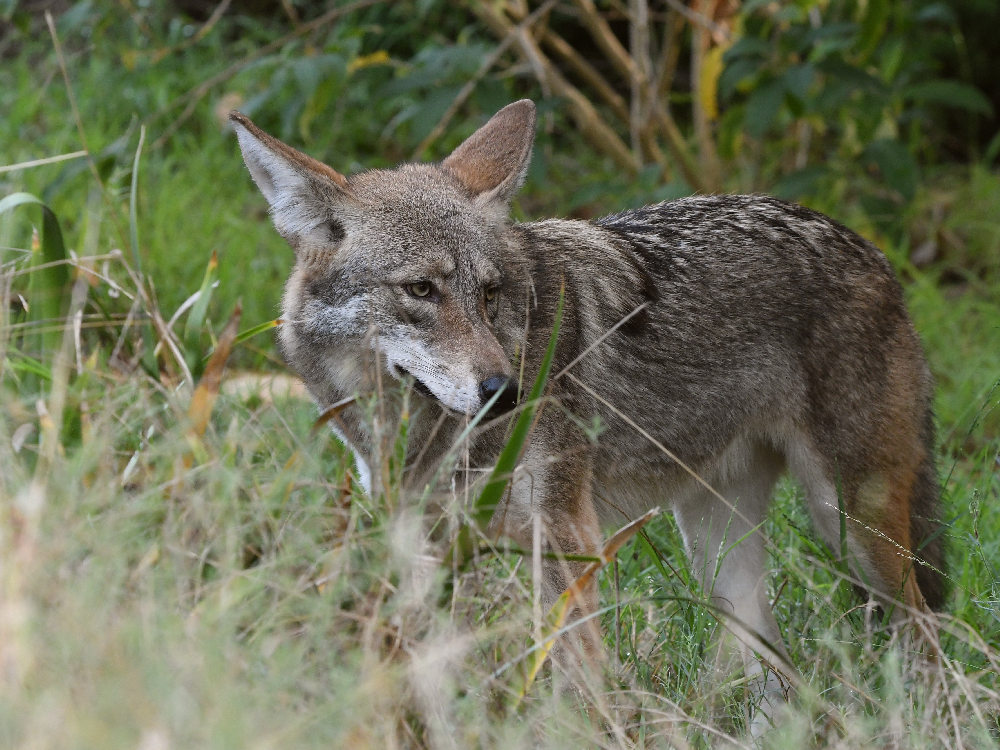 Coyote.jpg