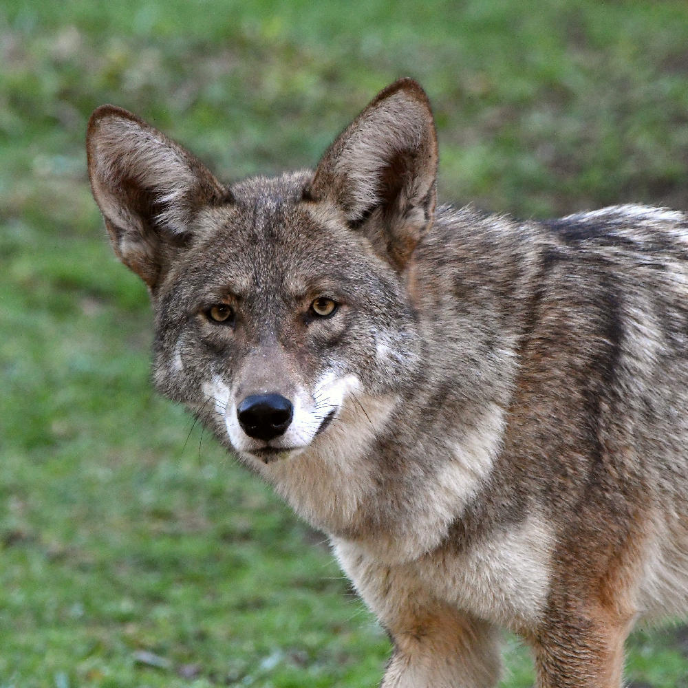 Coyote.jpg