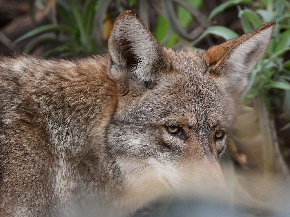 Coyote.jpg