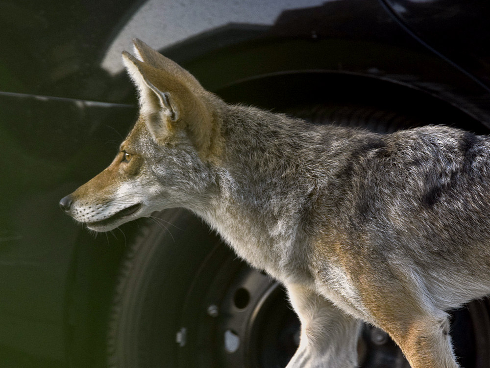 Coyote.jpg