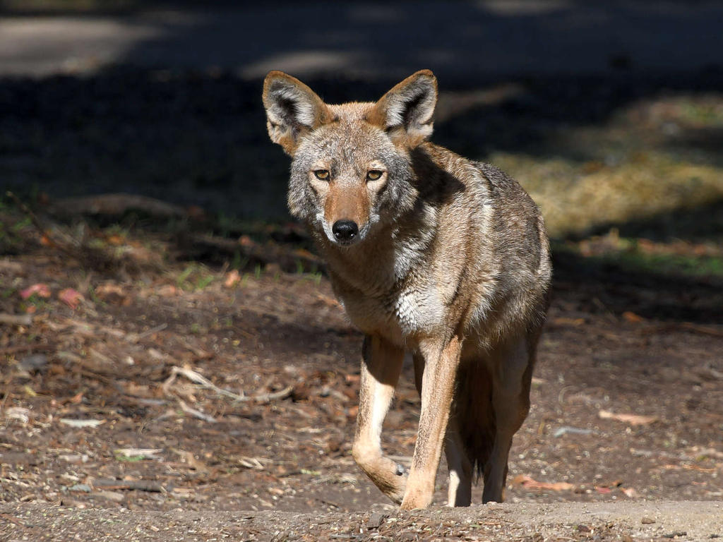 Coyote.jpg
