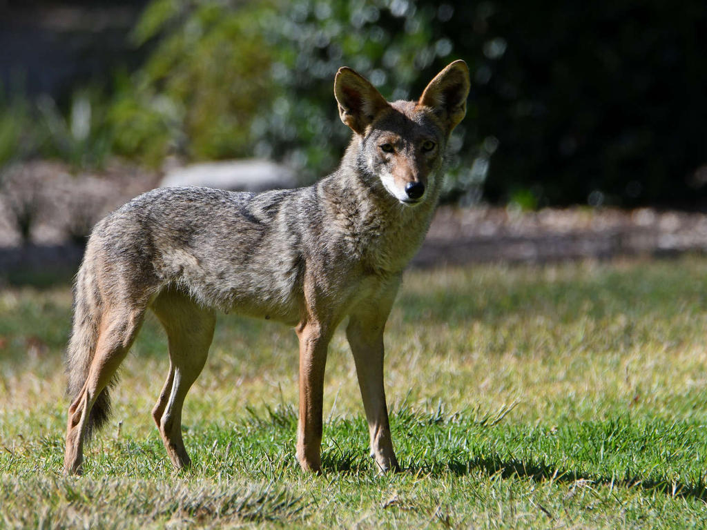 Coyote.jpg