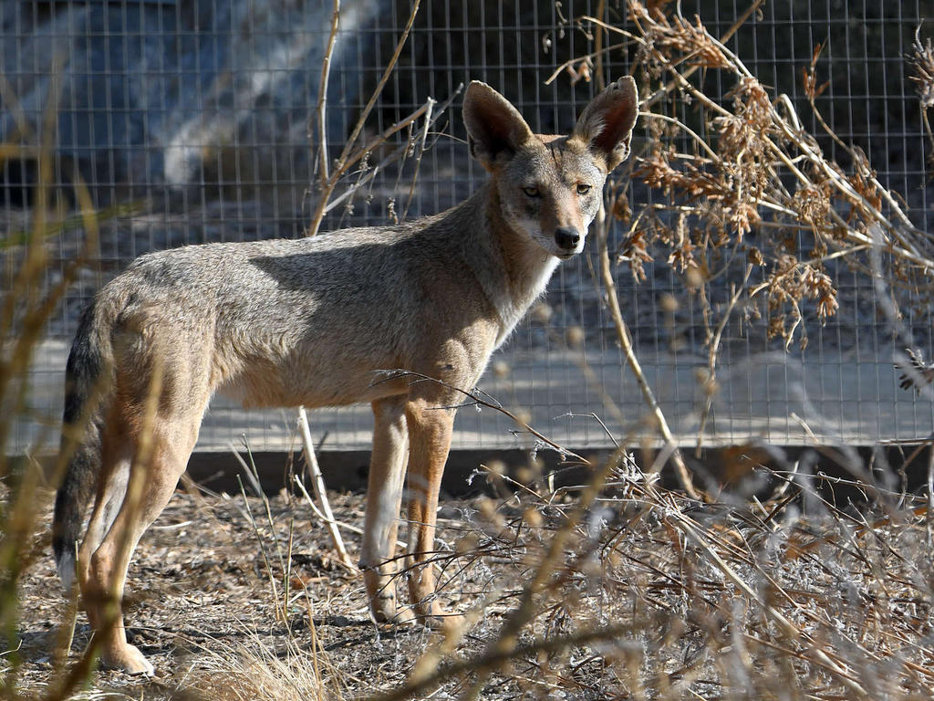 Coyote.jpg