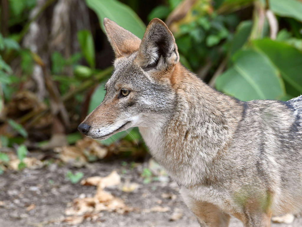 Coyote.jpg