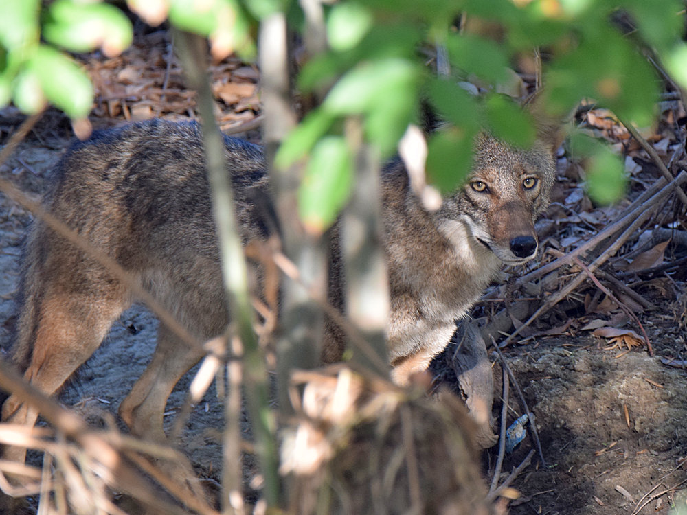 Coyote2.jpg