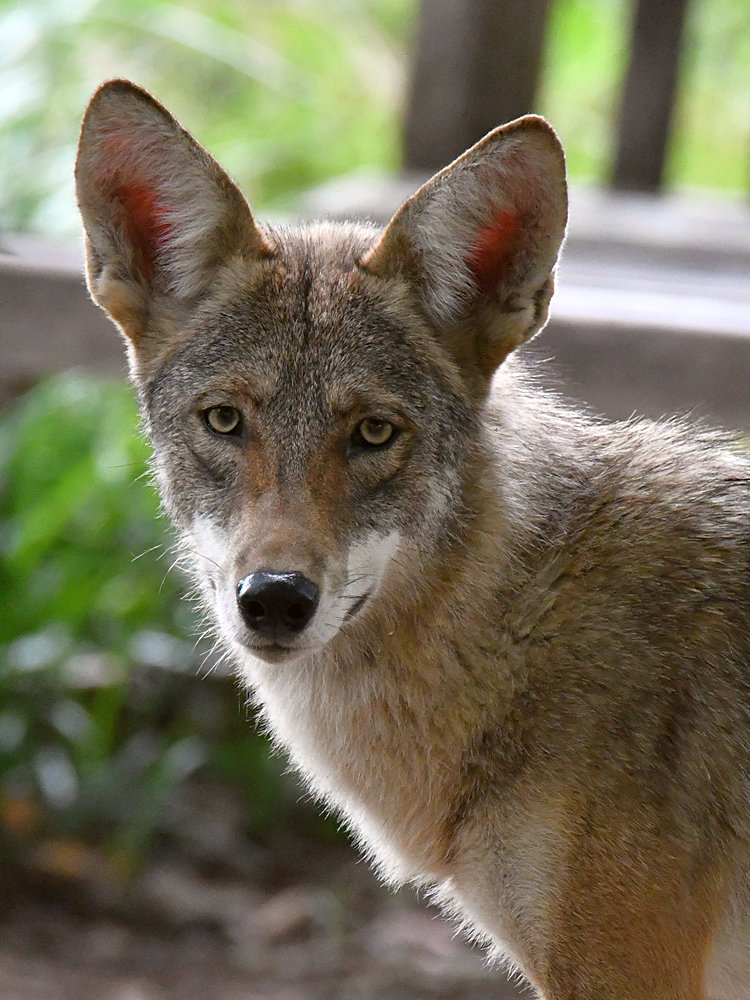 Coyote2.jpg
