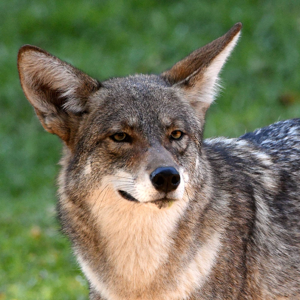 Coyote2.jpg