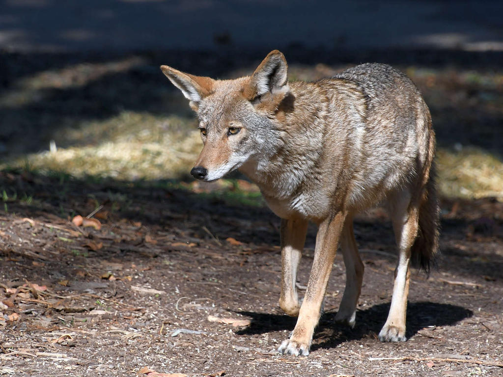 Coyote2.jpg