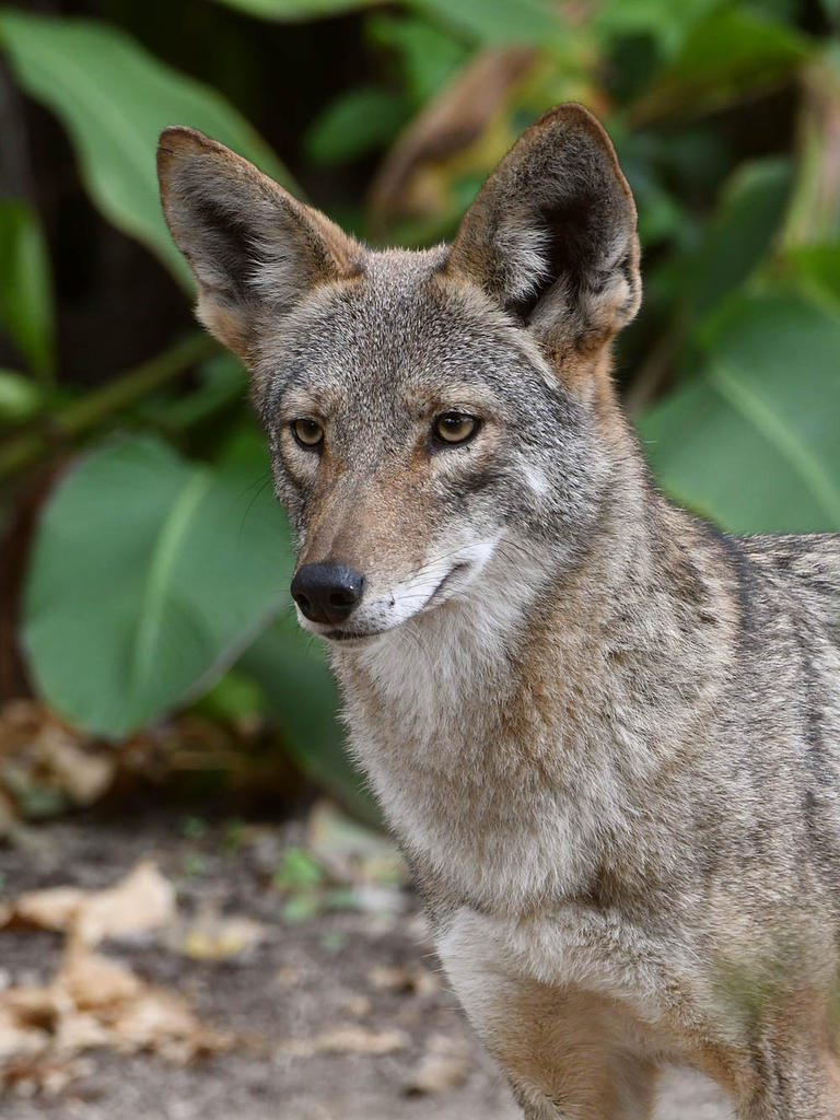 Coyote2.jpg