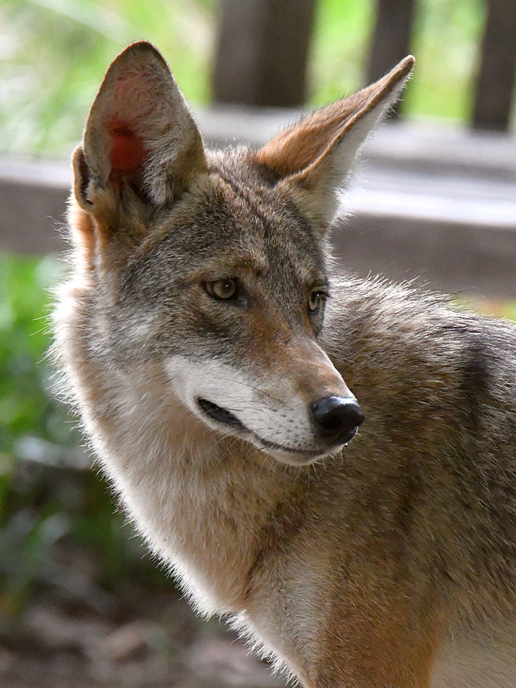 Coyote3.jpg