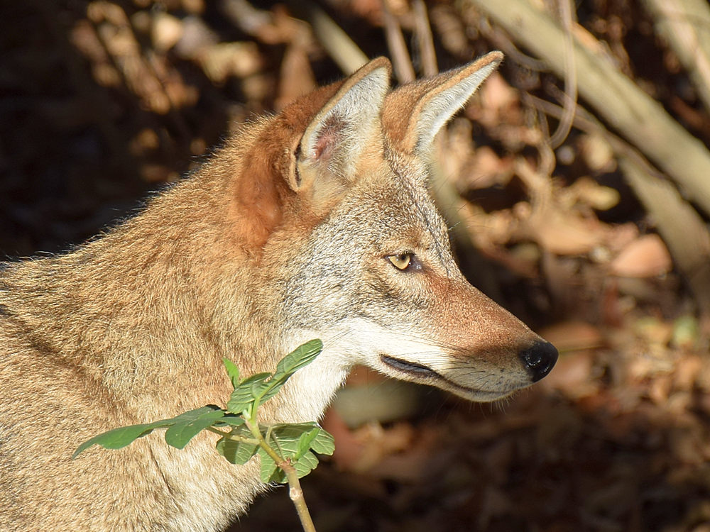 Coyote4.jpg