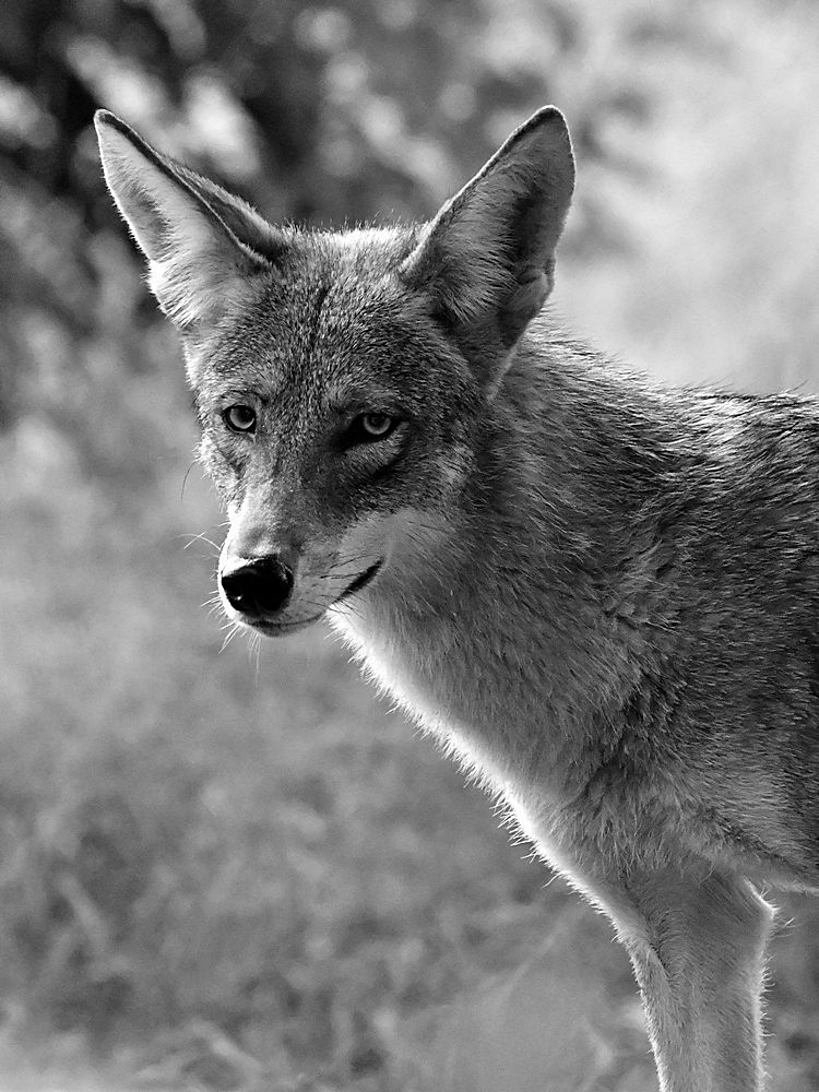 CoyoteBW.jpg