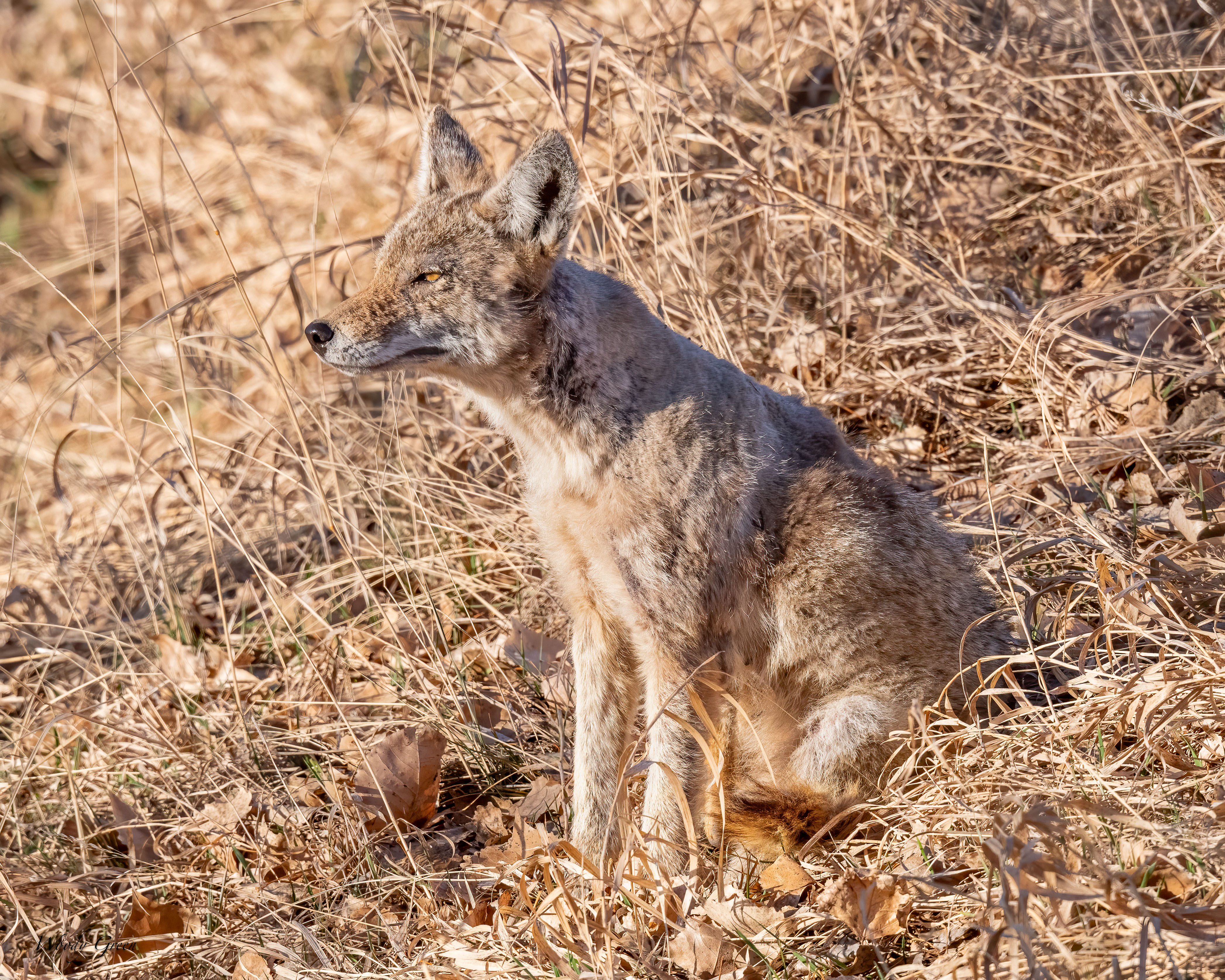 CoyoteGrass-291.jpg