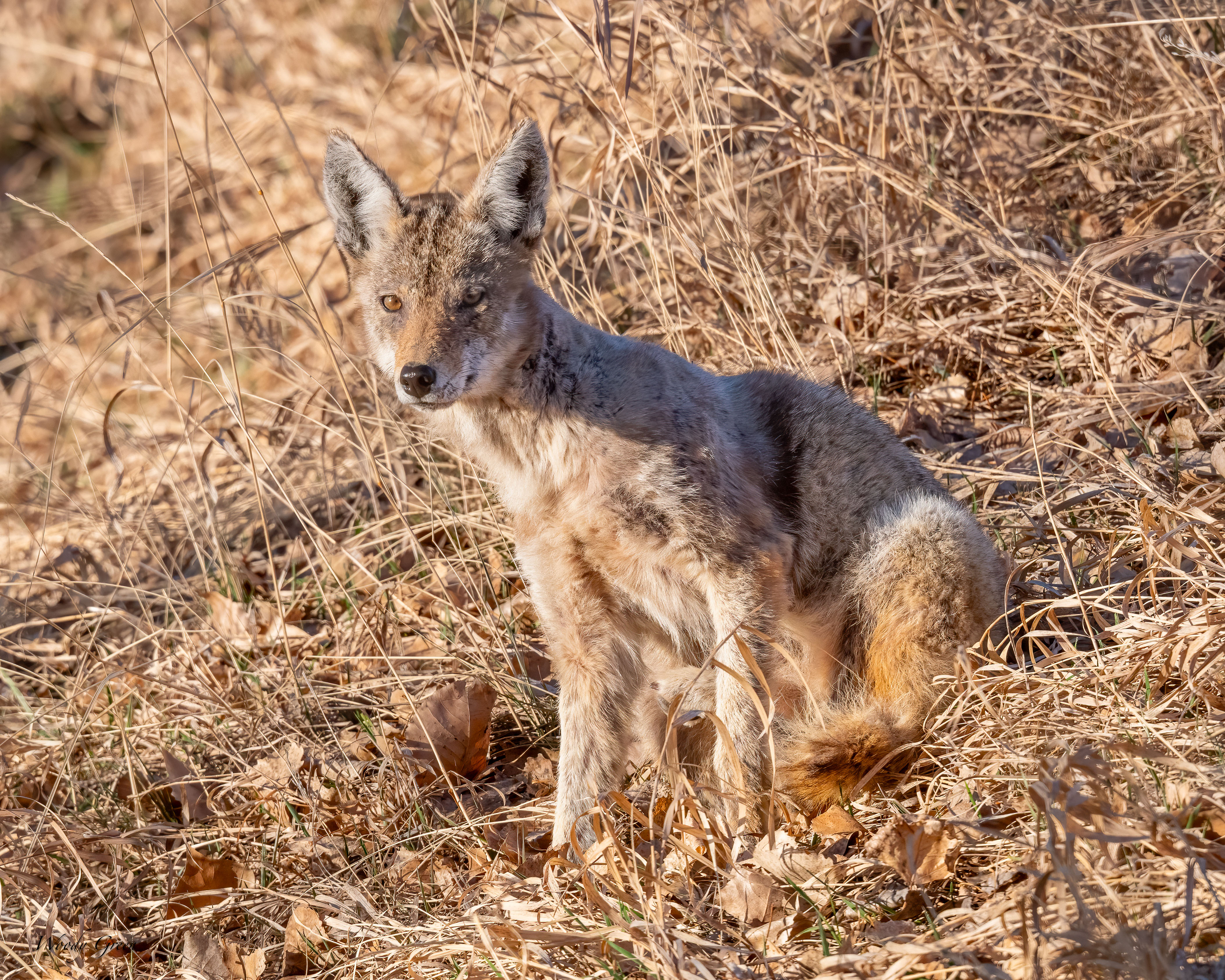 CoyoteGrass-292.jpg