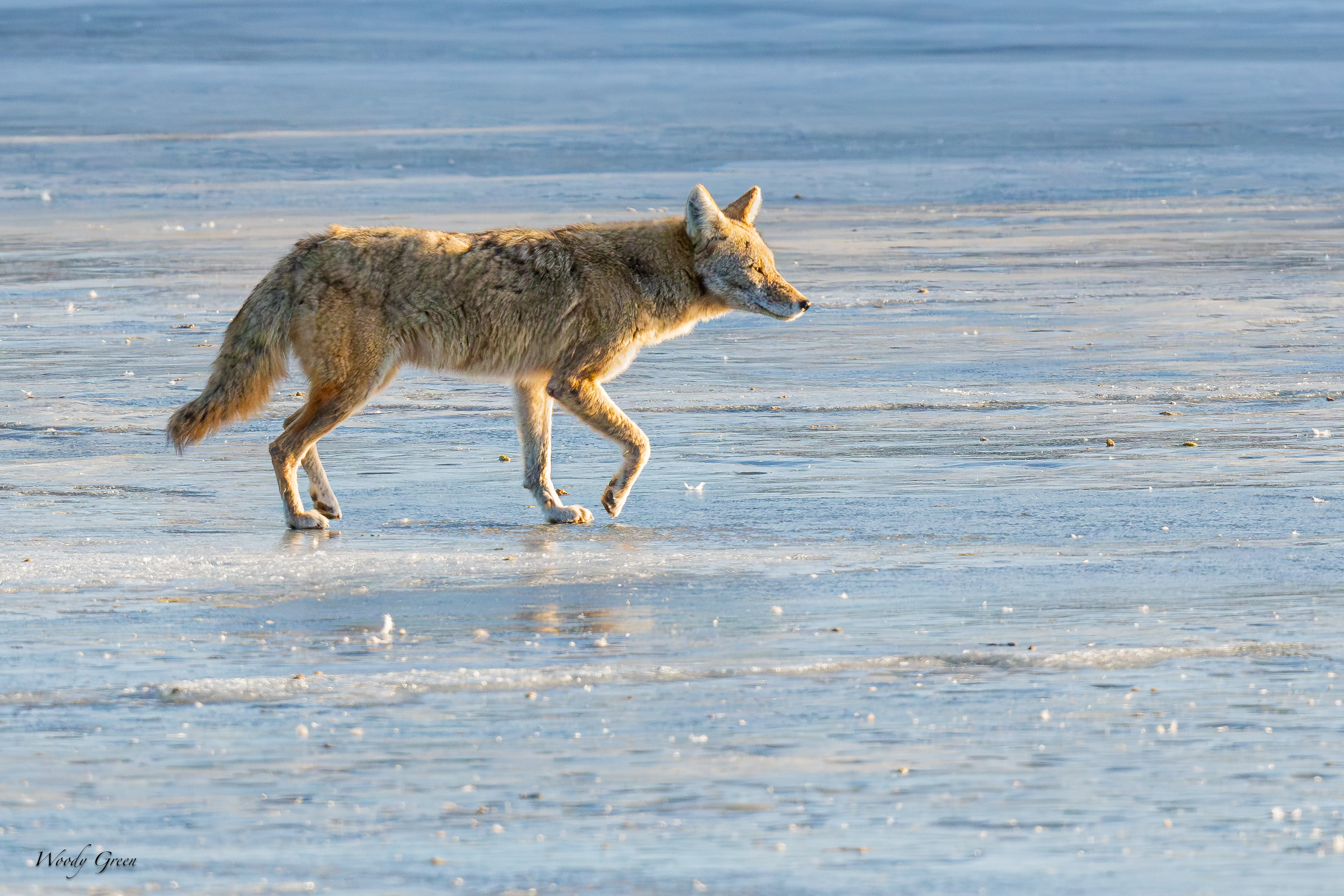 CoyoteIce-540.jpg