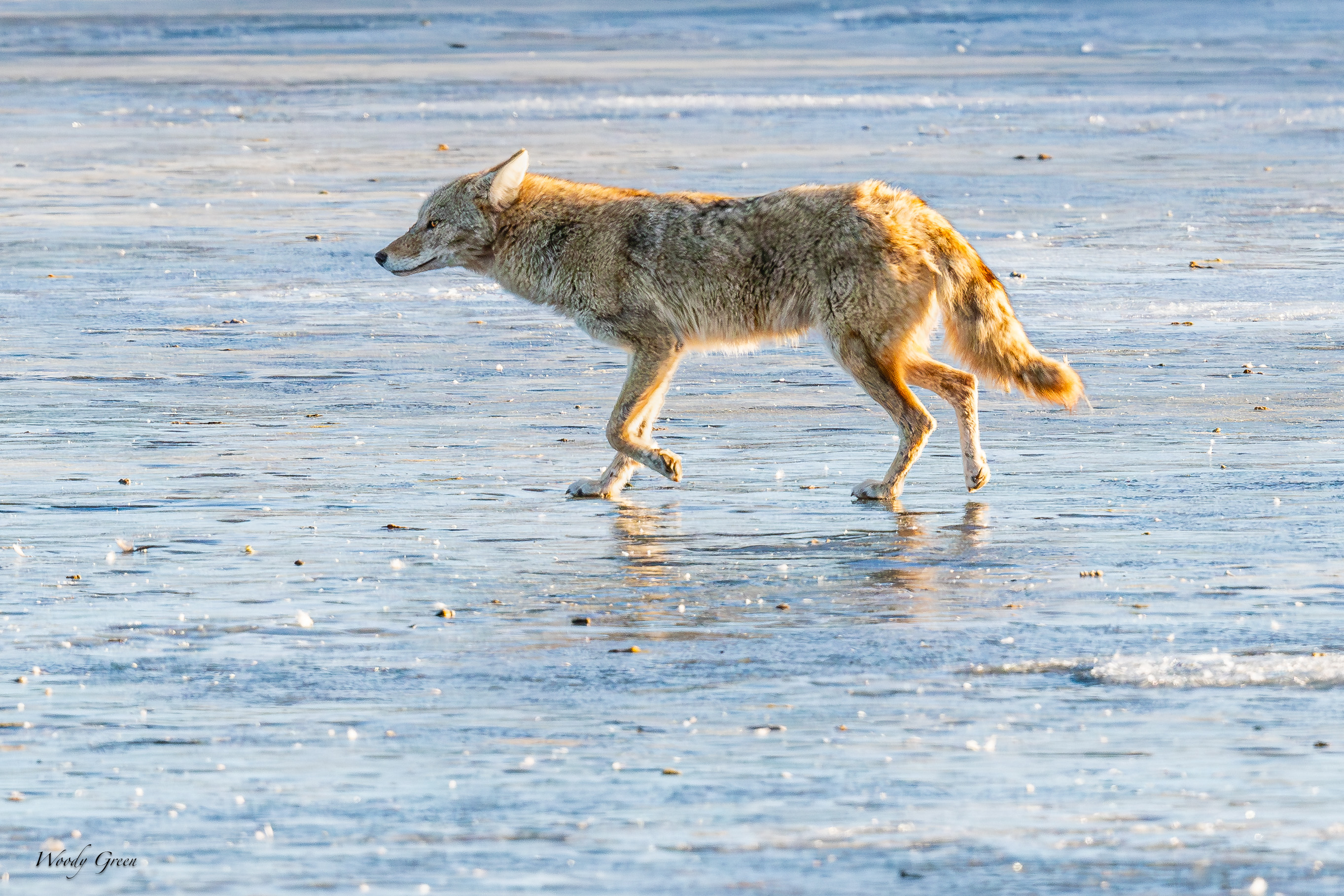 CoyoteIce-541.jpg