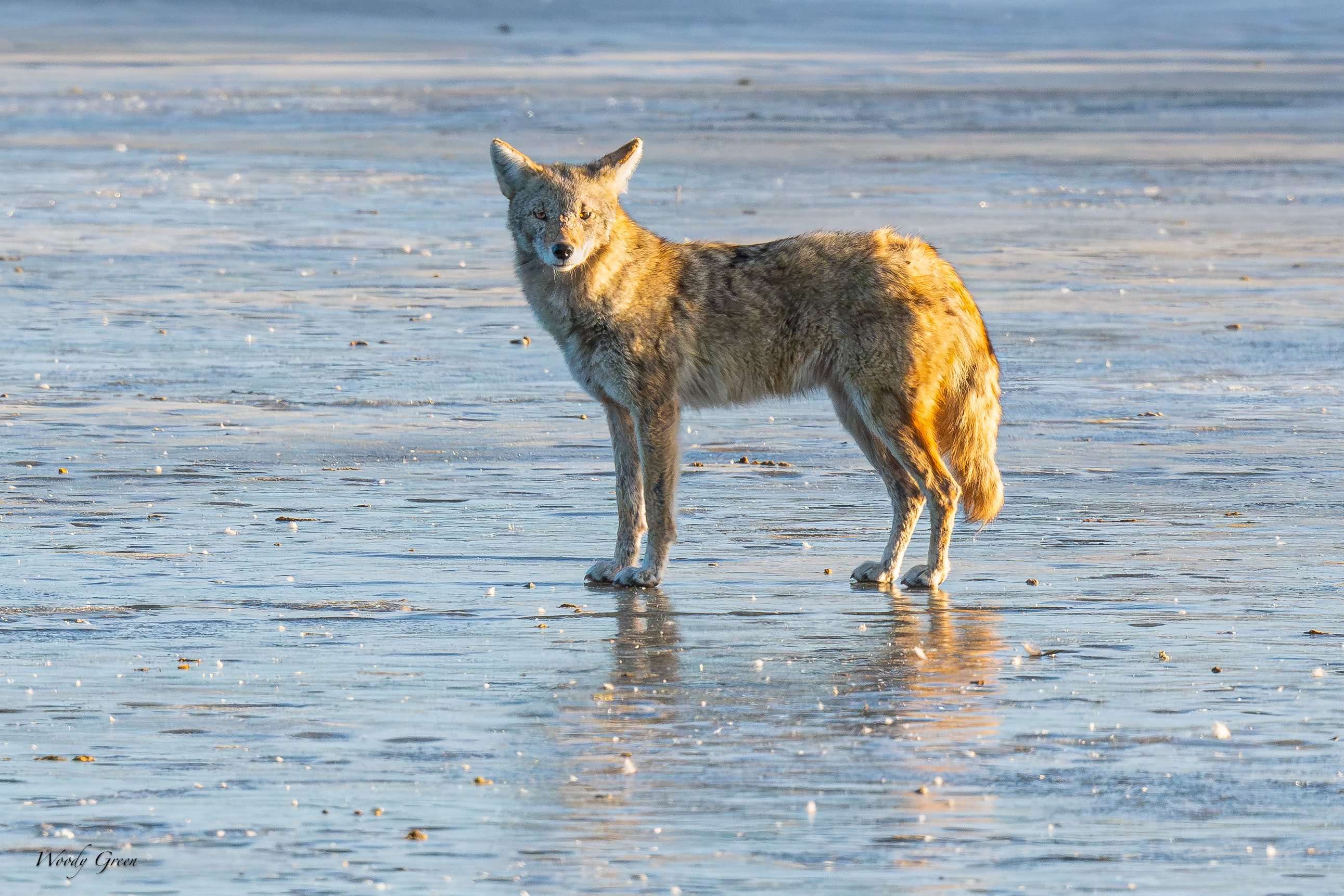 CoyoteIce-542.jpg