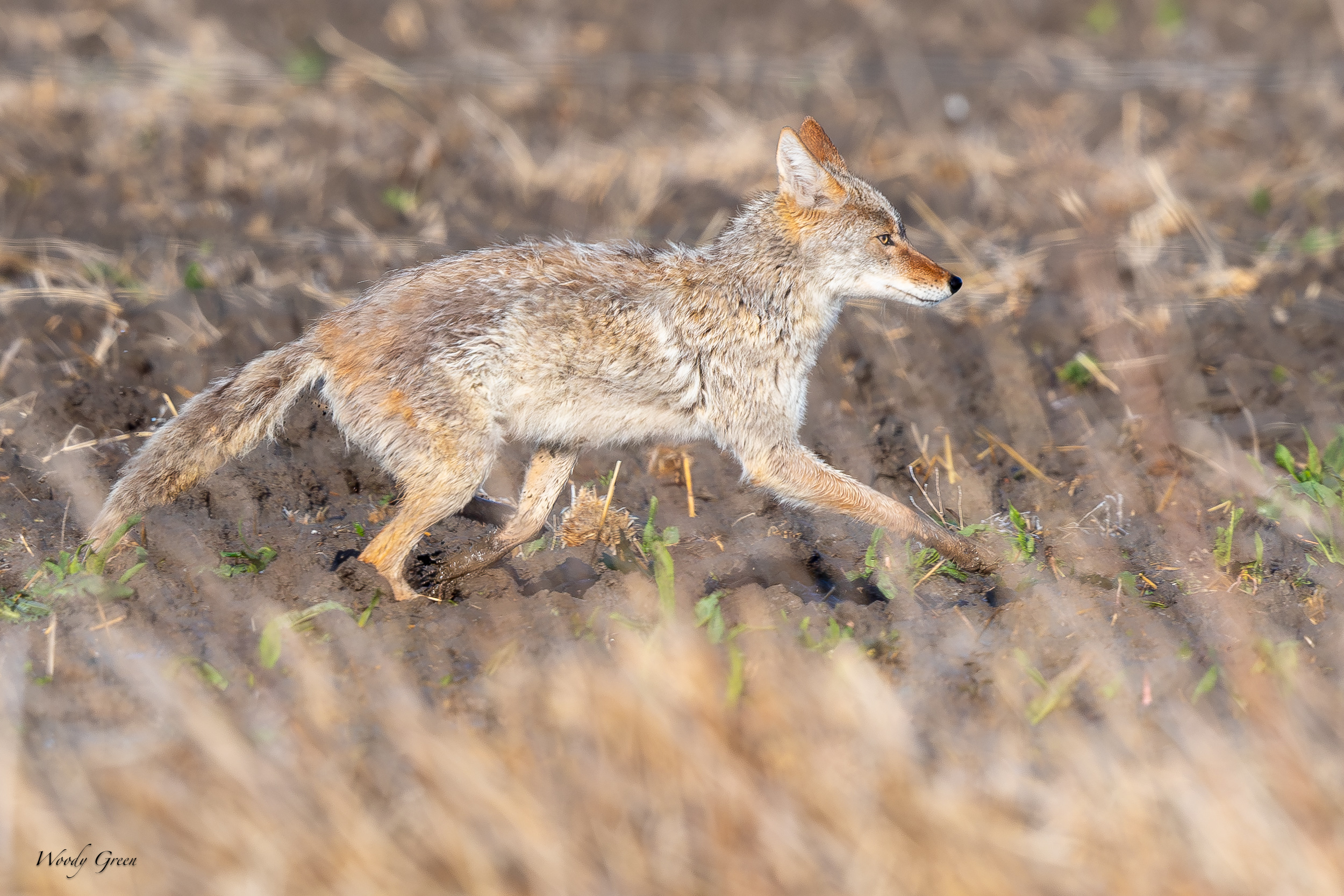 CoyoteMudTrot-627.jpg