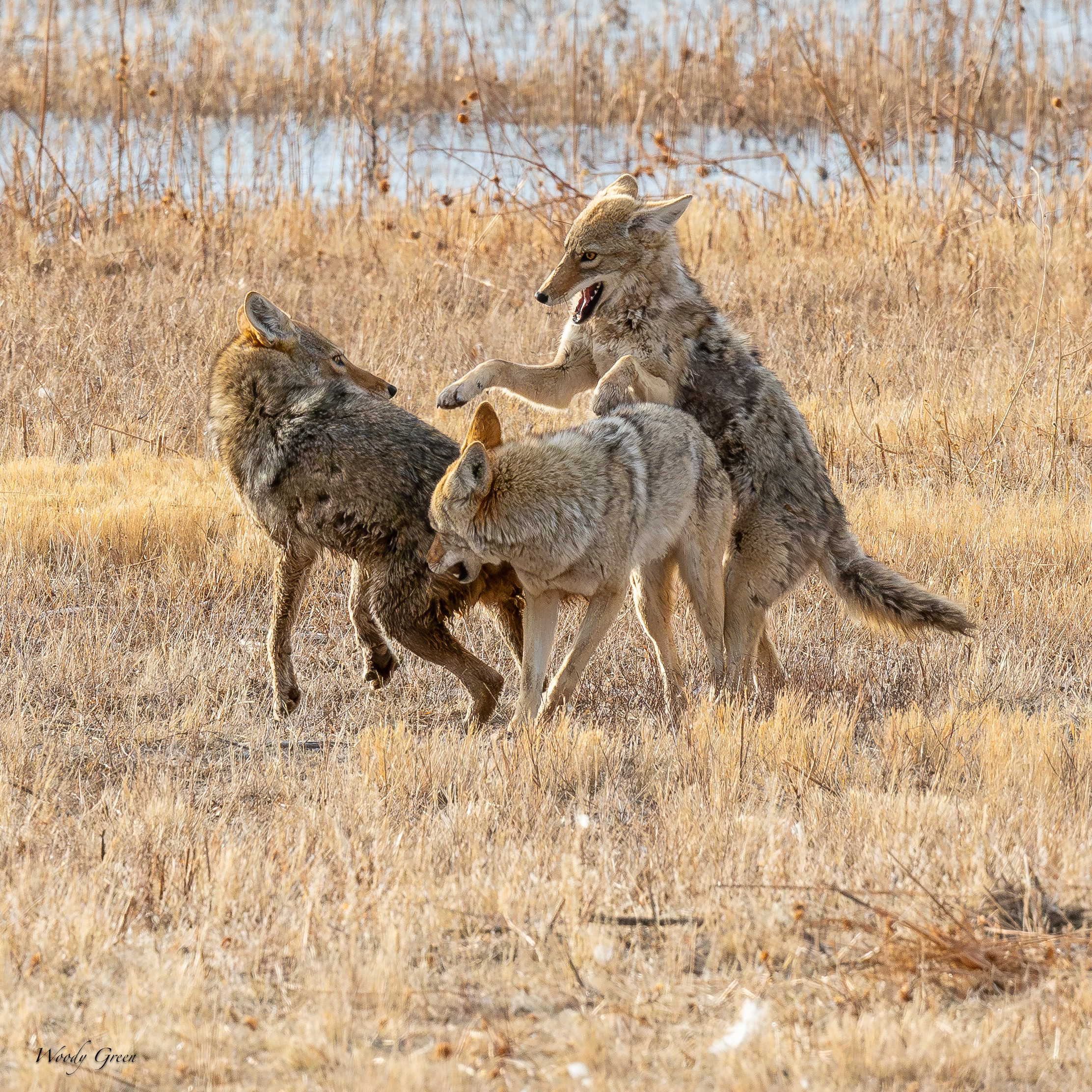 CoyotePlay-245.jpg