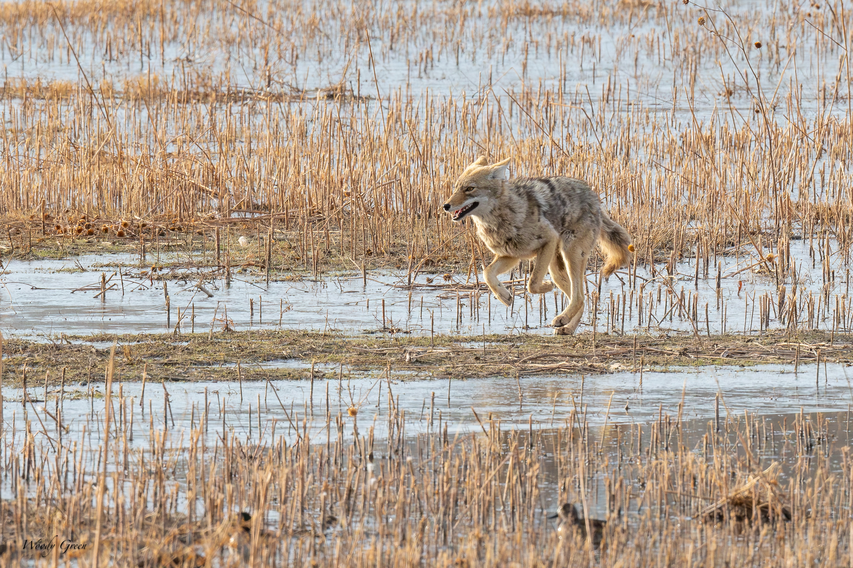 CoyotePlay-246.jpg