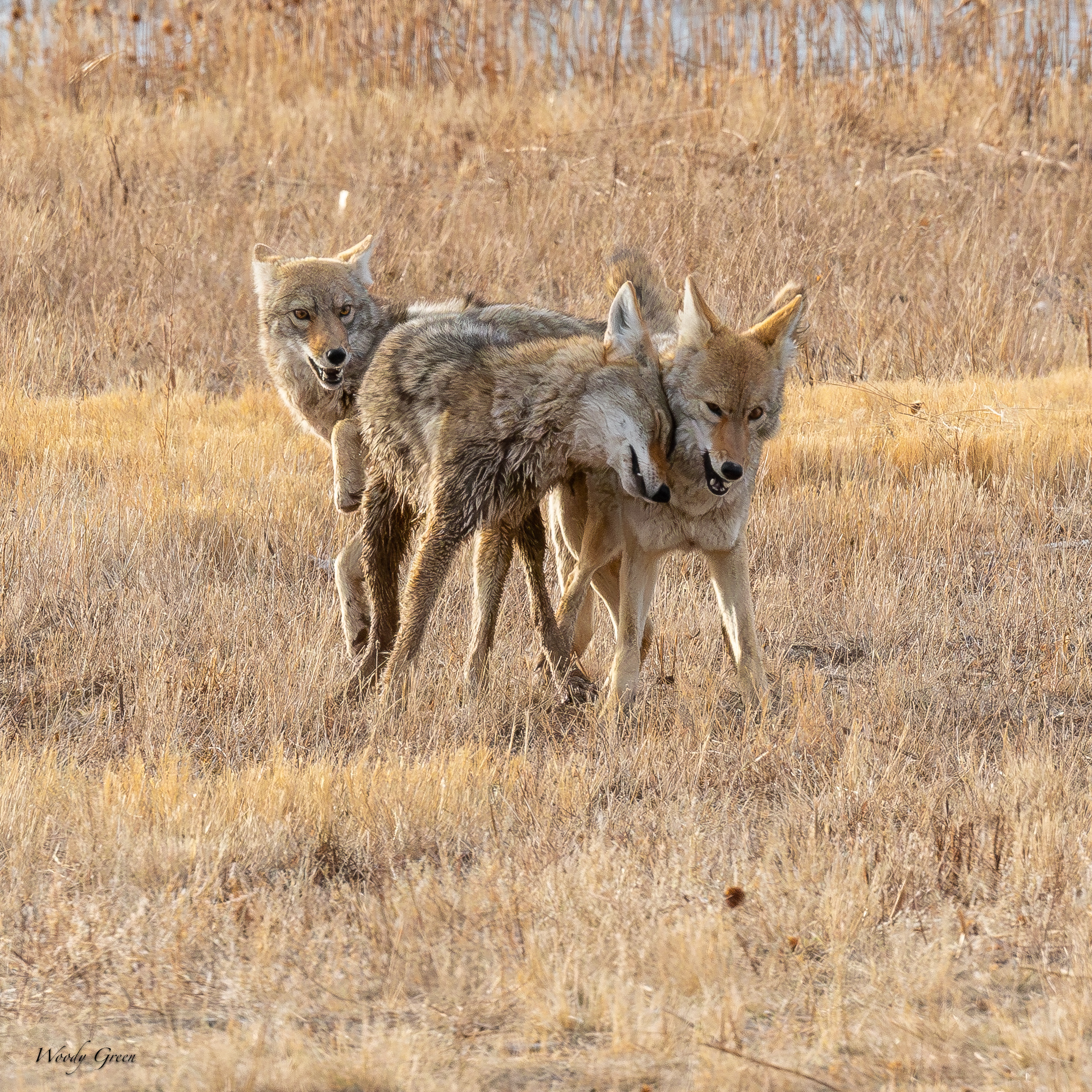 CoyotePlay-247.jpg