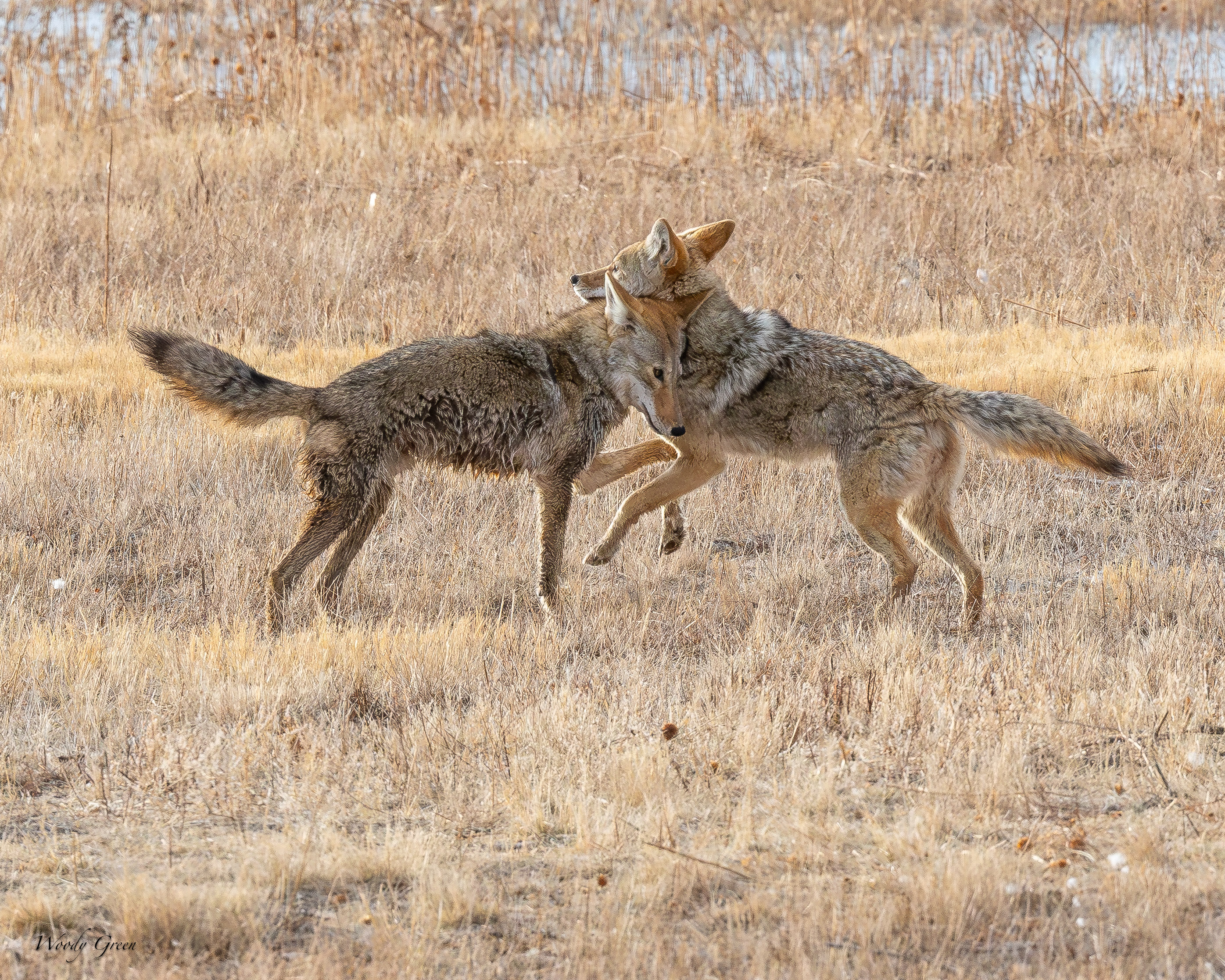 CoyotePlay-248.jpg